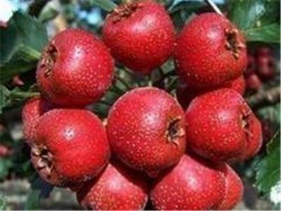 青州干鲜果品 品质与乡味的完美融合